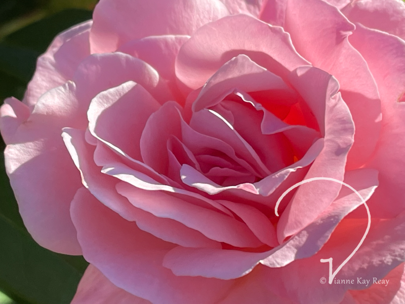 Blushing Rose